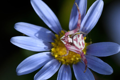 Thomisus citrinellus