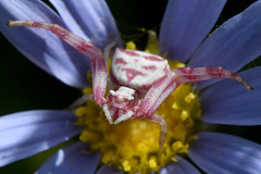 Thomisus citrinellus