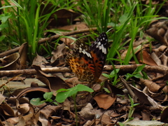 Argynnis hyperbius hyperbius