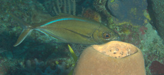 Caranx ruber