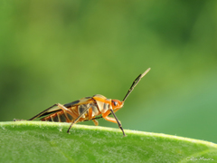 Oncopeltus unifasciatellus