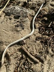 Psammophis mossambicus