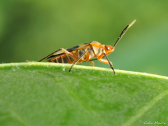 Oncopeltus unifasciatellus