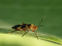 Oncopeltus unifasciatellus