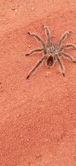 Lasiodora