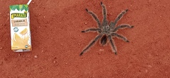 Lasiodora