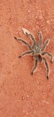 Lasiodora