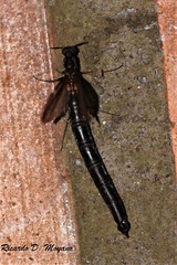 Atractocerus