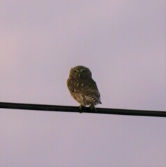 Glaucidium peruanum