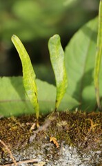 Lepisorus thunbergianus