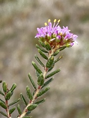 Agathosma dielsiana