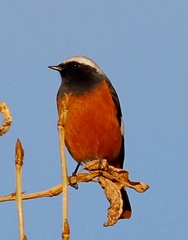 Phoenicurus erythrogastrus