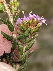Agathosma dielsiana
