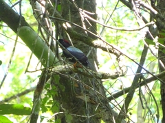Chiroxiphia linearis