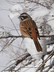 Emberiza cioides