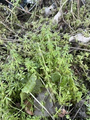 Galium aparine