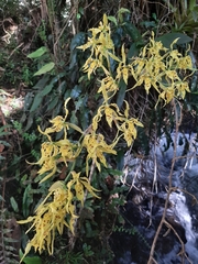 Cyrtochilum pardinum