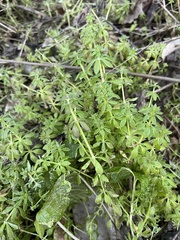 Galium aparine