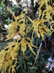 Cyrtochilum pardinum