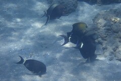 Acanthurus gahhm
