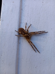 Zoropsis spinimana