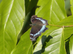 Kaniska canace