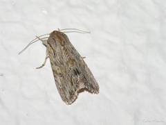 Spodoptera albula