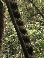 Schnella microstachya