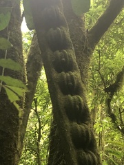 Schnella microstachya