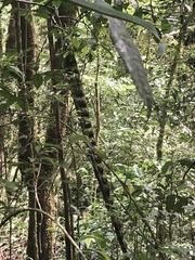 Schnella microstachya