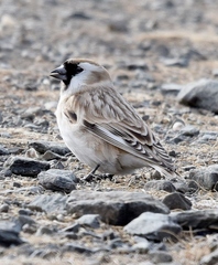 Montifringilla davidiana