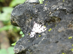 Conchylodes diphteralis