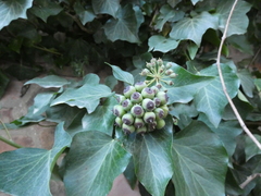 Hedera crebrescens