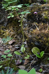 Pyrola asarifolia incarnata