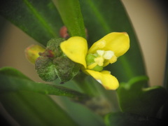 Cneorum tricoccon