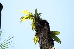 Catasetum
