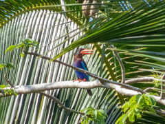 Halcyon cyanoventris