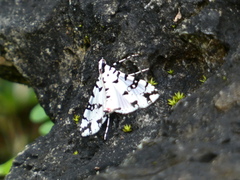 Conchylodes diphteralis