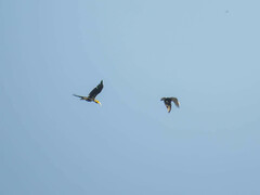 Rhyticeros undulatus