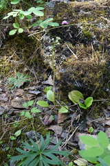 Pyrola asarifolia incarnata