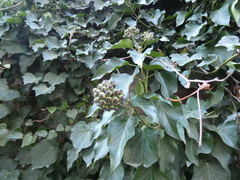 Hedera crebrescens