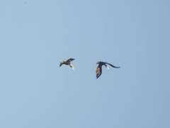 Rhyticeros undulatus