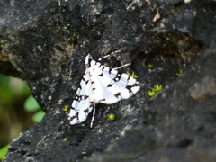 Conchylodes diphteralis