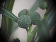 Cneorum tricoccon