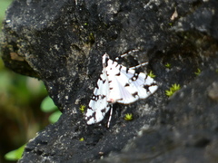 Conchylodes diphteralis