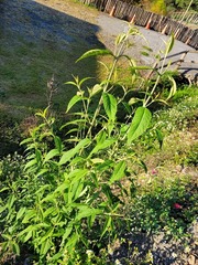 Buddleja asiatica
