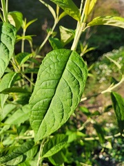 Buddleja asiatica