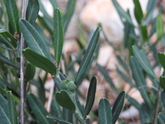 Cneorum tricoccon