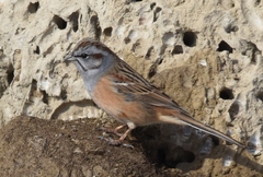 Emberiza godlewskii