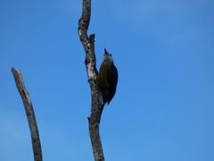 Melanerpes radiolatus